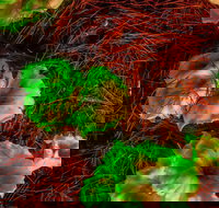 Ghost Mushroom Lane - Your Accommodation