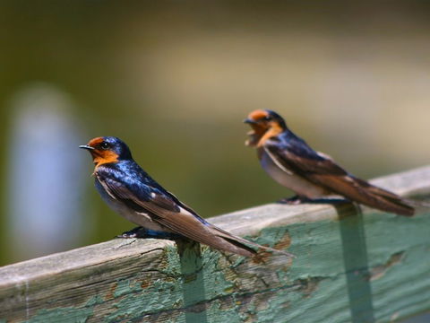 Hunter Wetlands Centre - Your Accommodation 2