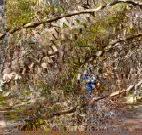 Lyrebird Dell walking track
