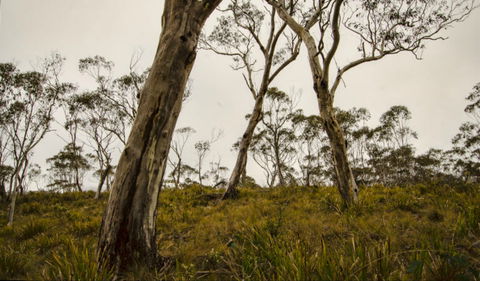 Mountaineer-Glowang Trail - Your Accommodation 0