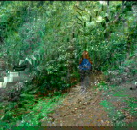 Mount Cougal Springbrook National Park - Your Accommodation