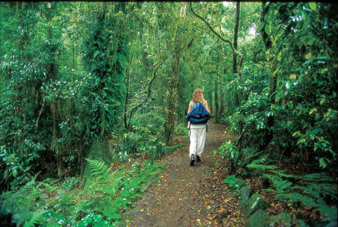 Mount Cougal, Springbrook National Park - Your Accommodation 0