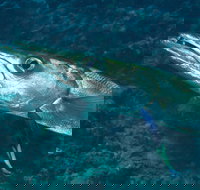 Norman Reef Dive Site - Your Accommodation