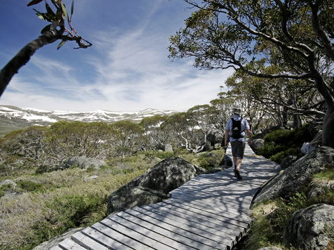 Snow Gums Boardwalk - Your Accommodation 0
