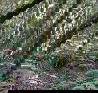Summit Walking Track Mount Hyland Nature Reserve - Your Accommodation