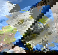 Tasmania Birchs Bay Cherries - Your Accommodation