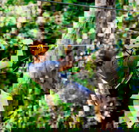 TreeTop Challenge Currumbin Wildlife Sanctuary - Your Accommodation