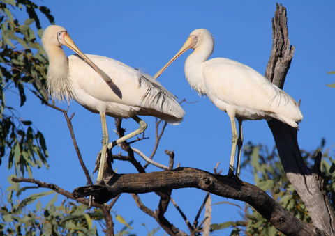 Tumut Wetlands - Your Accommodation 2