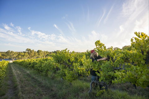 Mclaren Vale - Your Accommodation 0