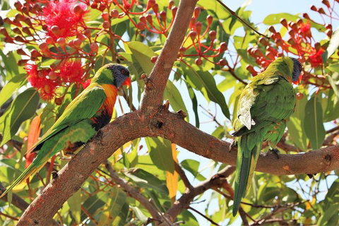Half Day Manly Beach And More - Your Accommodation 10