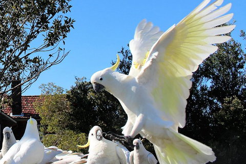 Half Day Manly Beach And More - Your Accommodation 1