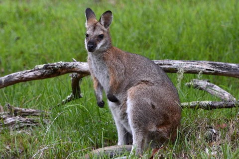 Ultimate Blue Mountains And Wildlife Tour - Your Accommodation 2