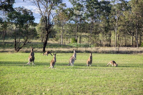 Private Full-Day Wine Tour In Hunter Valley - Your Accommodation 2