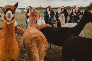 Alpaca Meet and Greet Experience in Tomingley