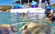 Aquascene Magnetic Island Discovery Tour - thumb 4