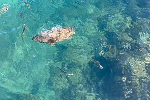 Aquascene Magnetic Island Discovery Tour - Your Accommodation 6