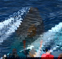 Whale Watching Tour in Gold Coast - Your Accommodation