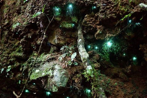 Glow Worm Evening Eco-Adventure From The Gold Coast - Your Accommodation 1