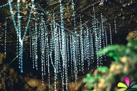 Glow Worm Evening Eco-Adventure From The Gold Coast - Your Accommodation 0