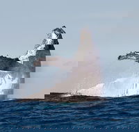 Private whale watching - Your Accommodation