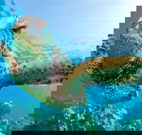 Guided Snorkel with Fish Tour at Cook Island Aquatic Reserve - Your Accommodation