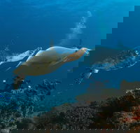 Gold Coast Try-Scuba Experience at Cook Island Aquatic Reserve - Your Accommodation
