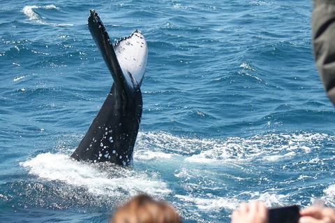Half-Day Whale Watching In Urangan - Your Accommodation 2