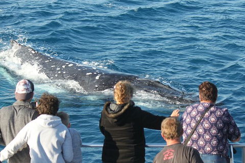 Half-Day Whale Watching In Urangan - Your Accommodation 5