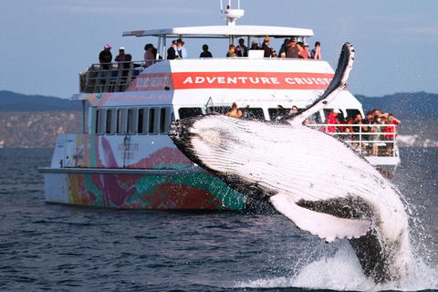 Half-Day Whale Watching In Urangan - Your Accommodation 0