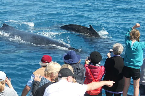 Half-Day Whale Watching In Urangan - Your Accommodation 4