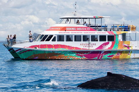 Half-Day Whale Watching In Urangan - Your Accommodation 1
