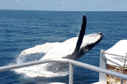 Half-Day Whale Watching In Urangan - Your Accommodation 3