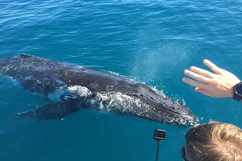 Half-Day Whale Watching In Urangan - Your Accommodation 6