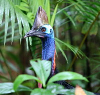 Guided Night Walk in Cape Tribulation - Your Accommodation