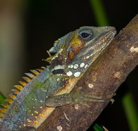 Family Night Walking Tour at Tropical Rainforest in Daintree - Your Accommodation