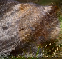 Cradle Mountain Wildlife Spotting after Dark - Your Accommodation