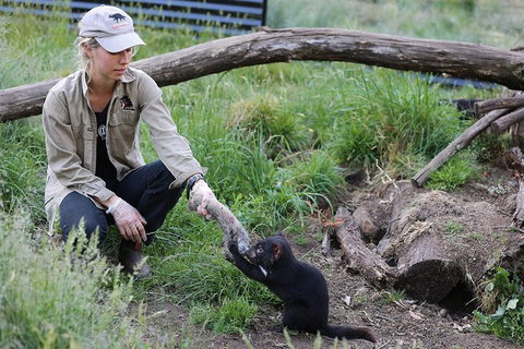 After Dark Tasmanian Devil Feeding Tour At Cradle Mountain - Your Accommodation 3
