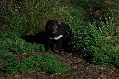 After Dark Tasmanian Devil Feeding Tour At Cradle Mountain - Your Accommodation 1