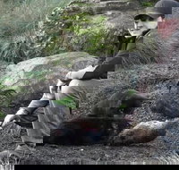 After Dark Tasmanian Devil Feeding Tour at Cradle Mountain - Your Accommodation