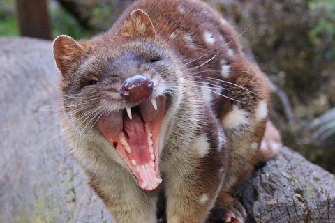 After Dark Tasmanian Devil Feeding Tour At Cradle Mountain - Your Accommodation 4