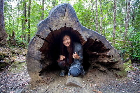 Tahune Airwalk Active Day Trip From Hobart Including Hastings Caves - Your Accommodation 5