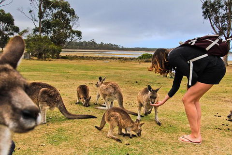 4-Day Fabulous Tasmania Tour: Wineglass Bay, Port Arthur, Devils & Bruny Island - Your Accommodation 5