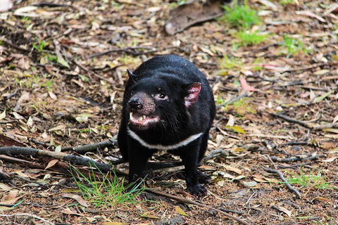 4-Day Fabulous Tasmania Tour: Wineglass Bay, Port Arthur, Devils & Bruny Island - Your Accommodation 4