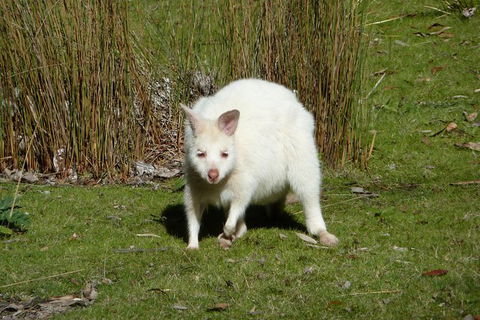 4-Day Fabulous Tasmania Tour: Wineglass Bay, Port Arthur, Devils & Bruny Island - Your Accommodation 2