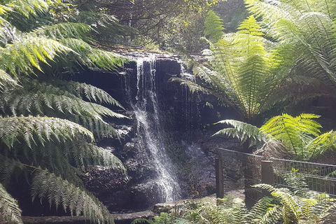 Mt. Wellington Morning Hike + Afternoon Beer & History Walk - Your Accommodation 16