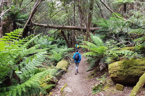 Mt. Wellington Morning Hike + Afternoon Beer & History Walk - Your Accommodation 7
