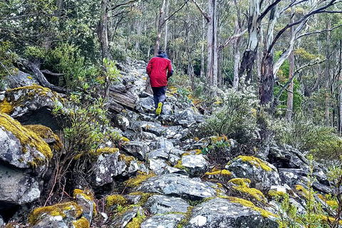 Mt. Wellington Morning Hike + Afternoon Beer & History Walk - Your Accommodation 8