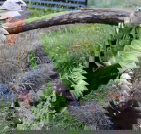 1-Hour Tasmanian Devil Feeding Day Tour at Cradle Mountain - Your Accommodation