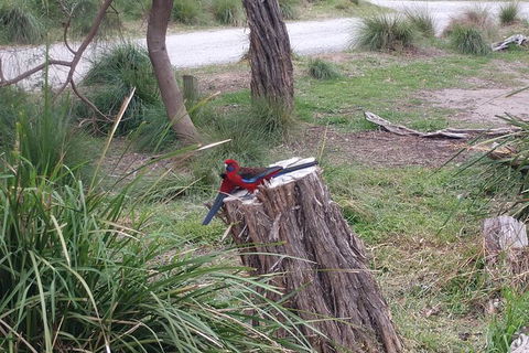 Wilsons Promontory Brainstorming Escape - Your Accommodation 5