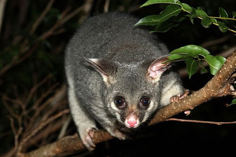 Wilsons Promontory Brainstorming Escape - Your Accommodation 3